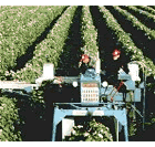 Harvesting grapes in a vineyard